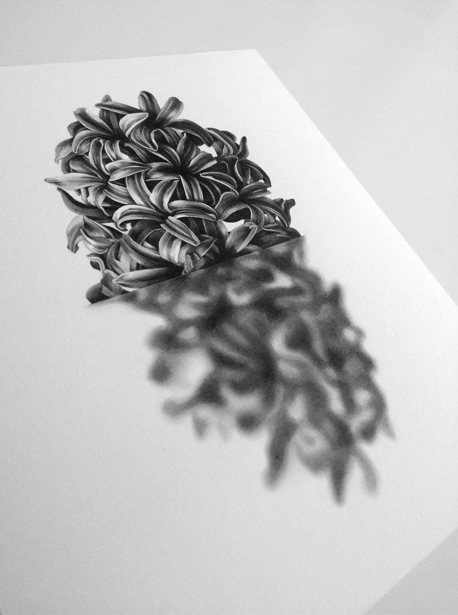 manueliranzo's tweet photo. Serie de dibujos Botánica. Lápiz grafito sobre papel. https://t.co/6XLWu4VFix