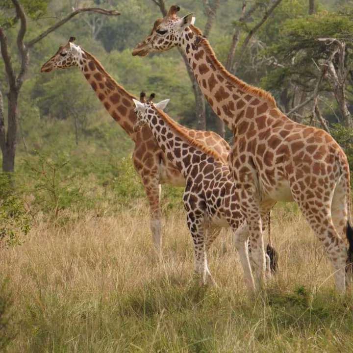 fronttours's tweet photo. The beautiful views of Uganda https://t.co/QLg9nxizwj