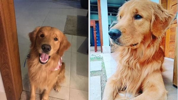 AGazetaES's tweet photo. Policial atira e mata cachorro de influenciadora em Guarapari [ https://t.co/NCqPpyFA3J ]

Quanta crueldade 😥 O policial foi preso em flagrante por maus-tratos e depois liberado para responder ao processo em liberdade https://t.co/w5reLwpDya