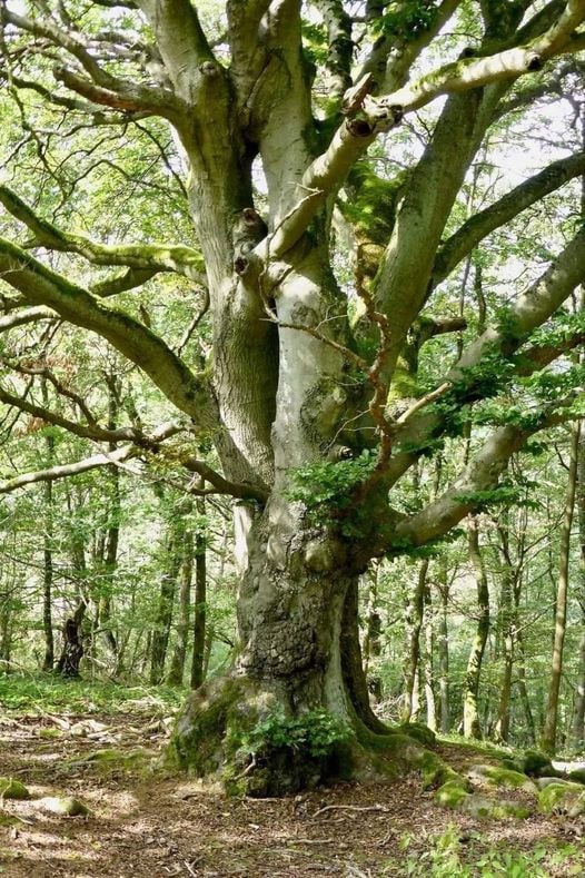 Een beuk van 100 jaar oud "heeft 600.000 bladeren en dus een bladoppervlak van 1.500 vierkante meter.
Hij ademt en produceert 4,5 ton zuurstof per dag - net zoveel als 15 volwassen mensen jaarlijks moeten inademen.
In die honderd jaar haalt hij zes ton kooldioxide uit de lucht.