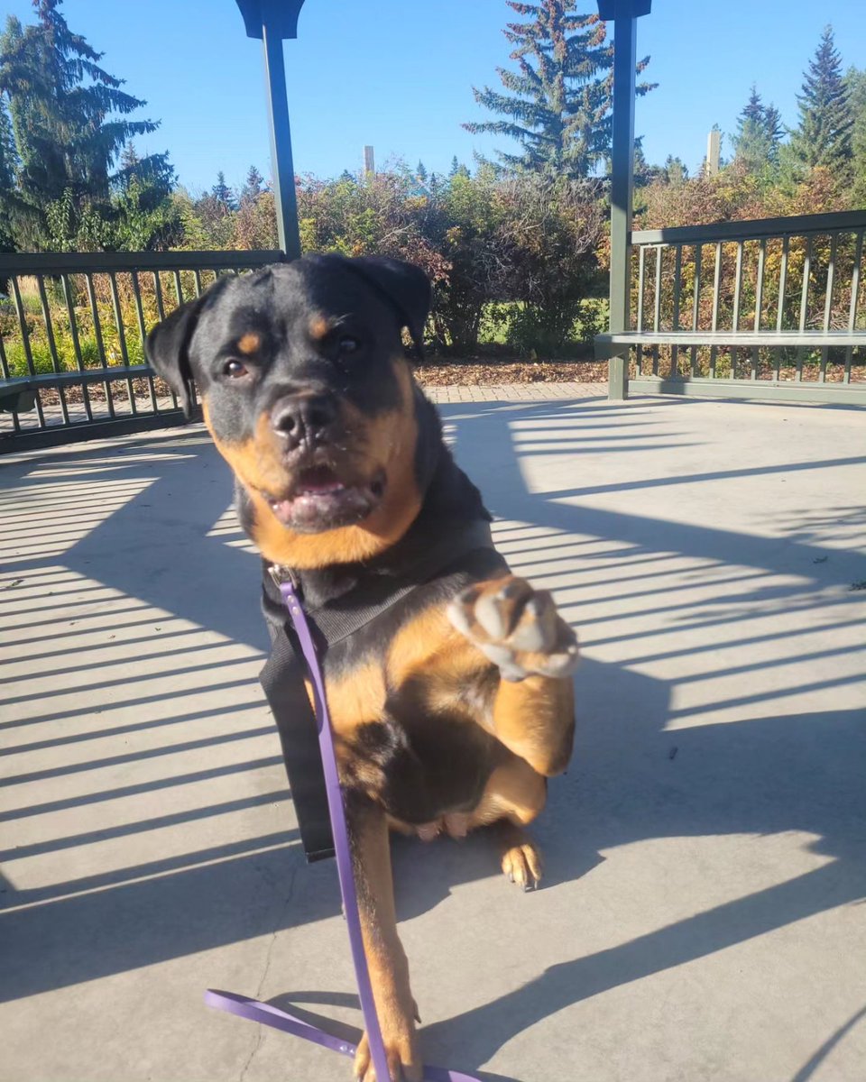 Team Servicerottie🇨🇦🐕🦺🦽 tweet media