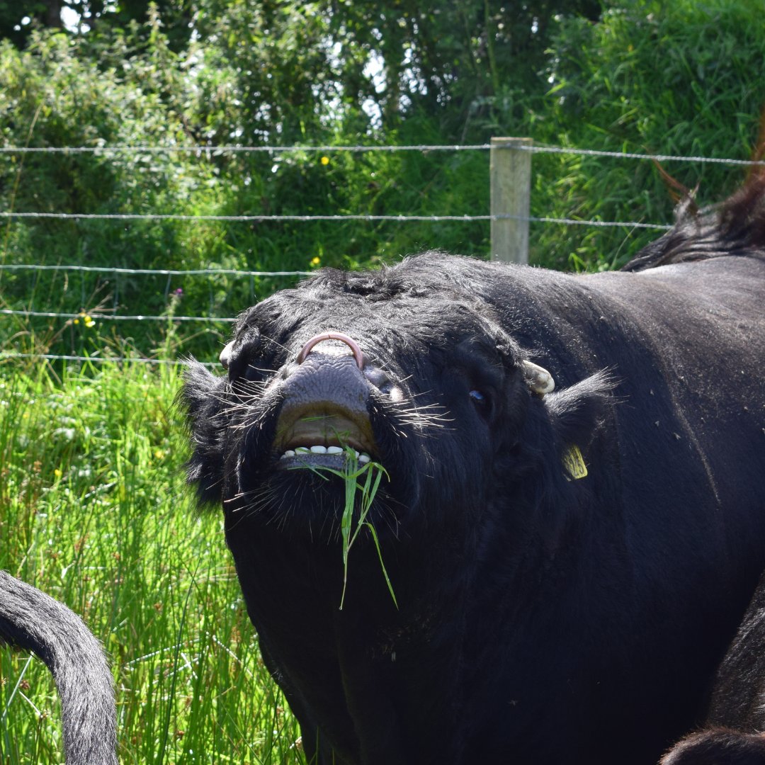 Well done to everyone who correctly named what Spartacus is doing here - it's the Flehmen Response!

#dexter #dexterbull #organicfarmer #irishfarmer