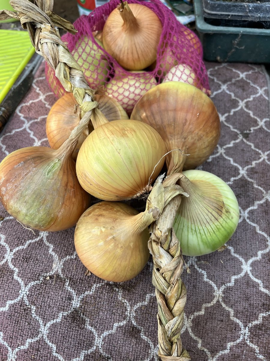 Home grown: now dried & plaited. #growyourown #onion