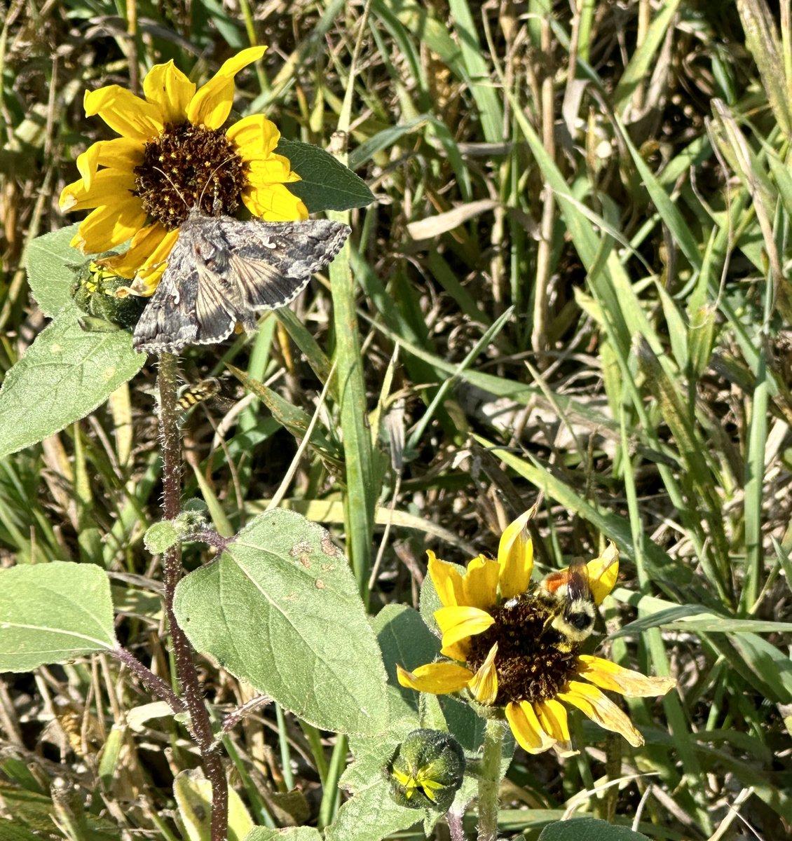 Prairie sunflowers were busy at the end of their season #blackeyedsusan