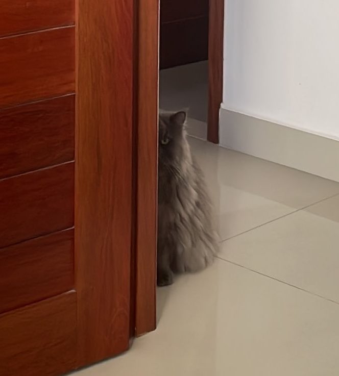 BoyGuimo's tweet image. Doida pra que eu vá mexer com ela, tá atentada hj 👹