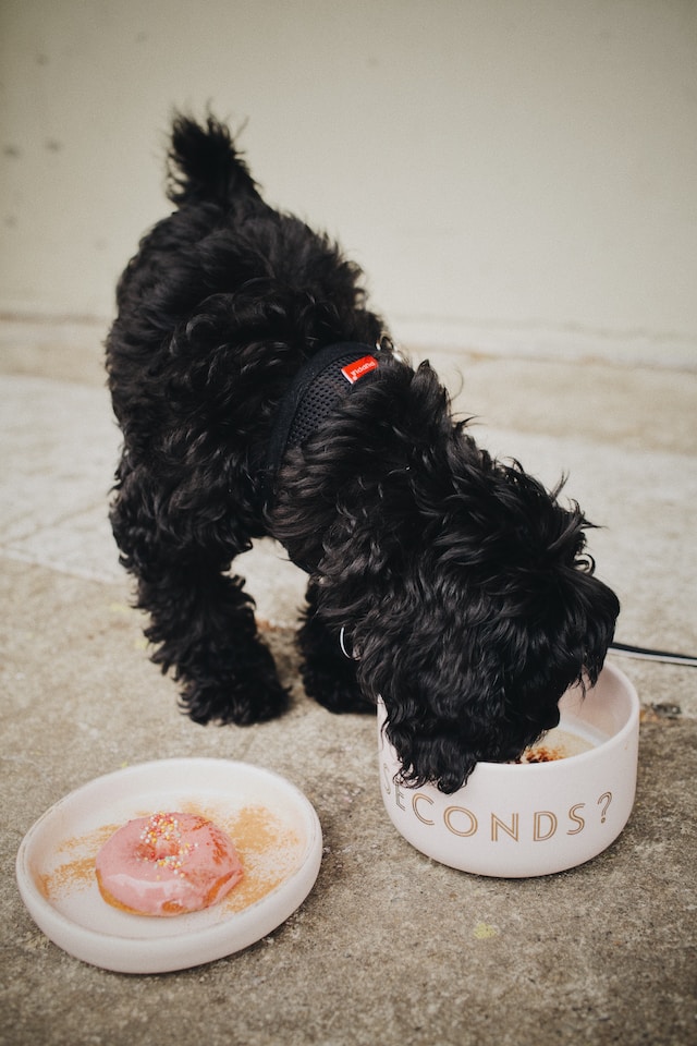 🥘 Balanced nutrition is the key to a dog's well-being. Find dog food formulas that provide essential nutrients for all life stages. #BalancedNutrition #HealthyDogs #NutrientRich #DogHealth #OptimalWellness