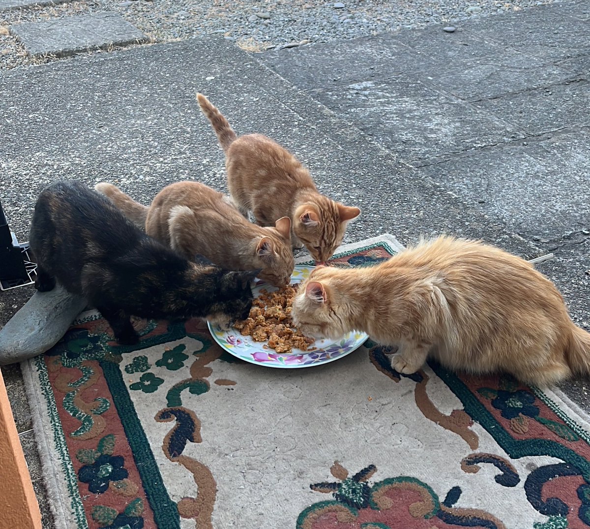 Ruth_Williams2's tweet image. Thank goodness farm cats love inedible home made falafels #LearningToCook #ThisWasADisaster
