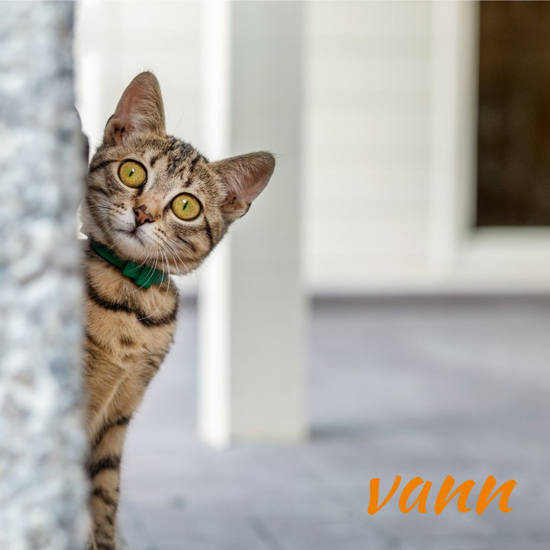 We hope you're having a great weekend 😻 Check us out in the #googleplay and #appstore. 

We are the most positive app for people affected by #cancer. 
Download Vann free today! 📝
iOS: apps.apple.com/us/app/vann/id…
Android: play.google.com/store/apps/det…

#vann #PositiveVibes #Cancer