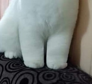 cats with powerful impression 🐾 tweet media