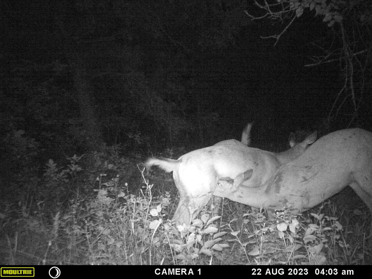 I’m filing this photo under largest fawn ever.
#moultrie #whitetail #trailcam #trailcampics