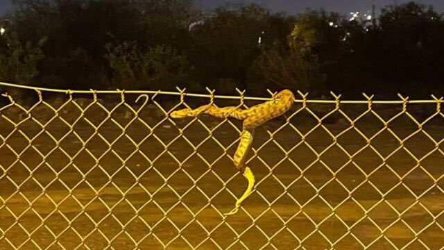 HaberSamandag's tweet photo. Hatay'da oldukça zehirli bir tür olan boynuzlu engerek yılanı görüldü https://t.co/5CsgCKmPIP
