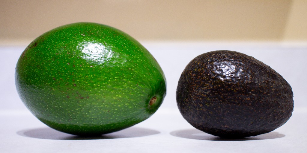 .@UFhorticulture and @UFWertheim researchers found that hyperspectral images can detect chilling disorders in avocados during cold storage. This finding could help reduce food waste. Read the study published by @sciencedirect 🔗 bit.ly/3sIAeaC