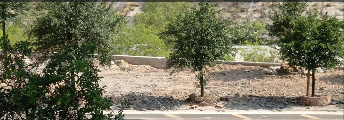 reforestacion's tweet image. A pesar de haber advertido, pedido, rogado, suplicado, avisado con suficiente, muy suficiente tiempo a la @SEDUSOMonterrey sobre la obligada conservación de los árboles que estaban en la obra municipal de Gonzalitos y Morones por el prepa del Tec, está secretaria del @mtygob…