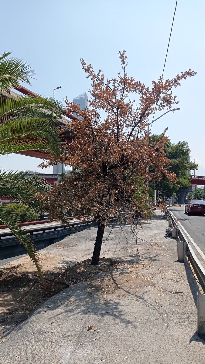 reforestacion's tweet image. A pesar de haber advertido, pedido, rogado, suplicado, avisado con suficiente, muy suficiente tiempo a la @SEDUSOMonterrey sobre la obligada conservación de los árboles que estaban en la obra municipal de Gonzalitos y Morones por el prepa del Tec, está secretaria del @mtygob…