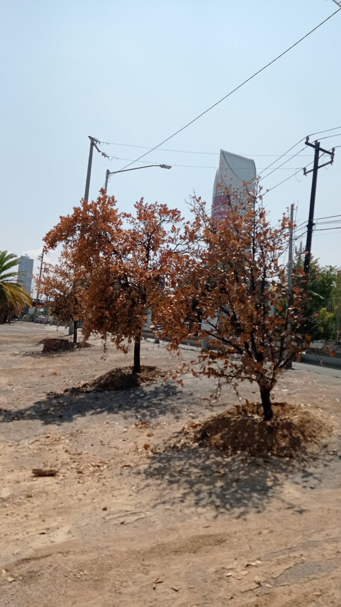 reforestacion's tweet image. A pesar de haber advertido, pedido, rogado, suplicado, avisado con suficiente, muy suficiente tiempo a la @SEDUSOMonterrey sobre la obligada conservación de los árboles que estaban en la obra municipal de Gonzalitos y Morones por el prepa del Tec, está secretaria del @mtygob…