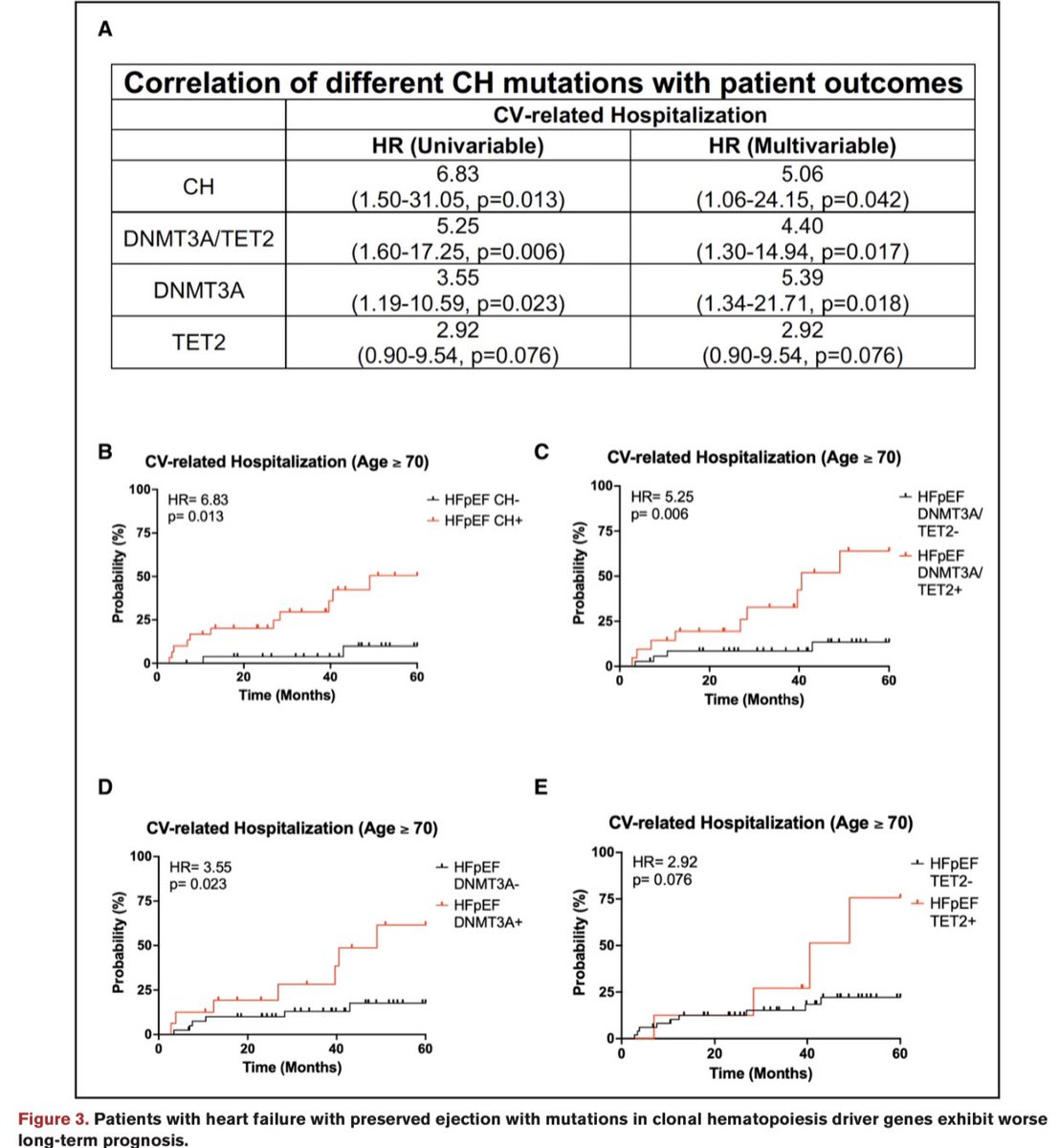 Clonal Hematopoiesis(CH) in Clinical and Experimental #HFpEF

In a HFpEF patient study, TET2-mediated CH was linked to worsened diastolic dysfunction. Validation in a cohort confirmed this association. 

HFpEF patients with CH and age ≥70 faced a higher 5-year CV hospitalization