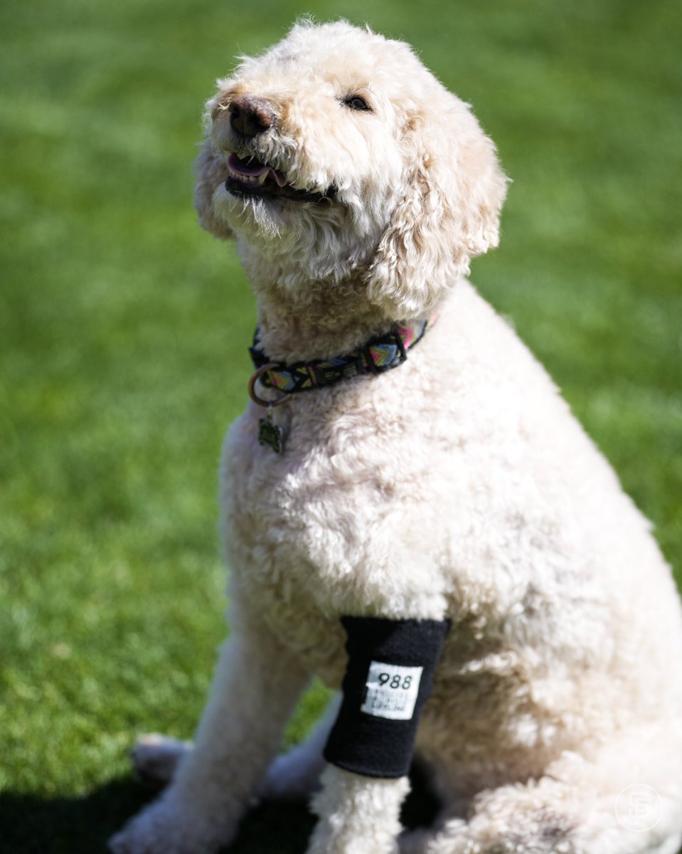 In honor of Suicide Prevention Awareness Month, the #SFGiants took BP wearing ‘988’ Suicide &amp; Crisis Lifeline arm bands in hopes of spreading awareness and reducing stigma associated with mental health struggles.