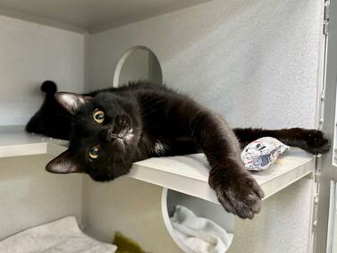 THERE ARE 31 ANIMALS (9 CATS &amp; 22 DOGS) :( AT RISK FOR TUESDAY 9/12/23 DEADLINE IS NOON. PLEASE SHARE, FOSTER, ADOPT, TAG FRIENDS, POST TO SOCIAL MEDIA SITES, PLEDGE TO HELP SAVE THEIR LIVES. NEW PHOTOS newhope.shelterbuddy.com/animal/list