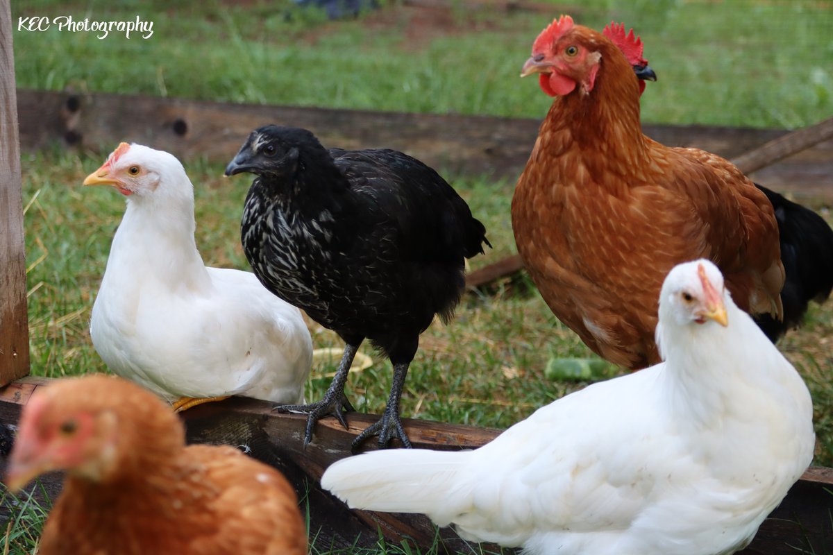 kecolwell's tweet photo. #backyardchickens🐔

#KECPhotos #chicken #chickens #birds #hobbyfarm #hobbyfarms #farmanimals #homesteading #homesteadinglife #nofilters #nature #backyardphotography https://t.co/hOp2jvQDpf