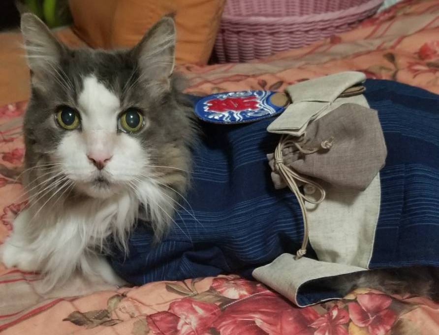 猫浴衣
