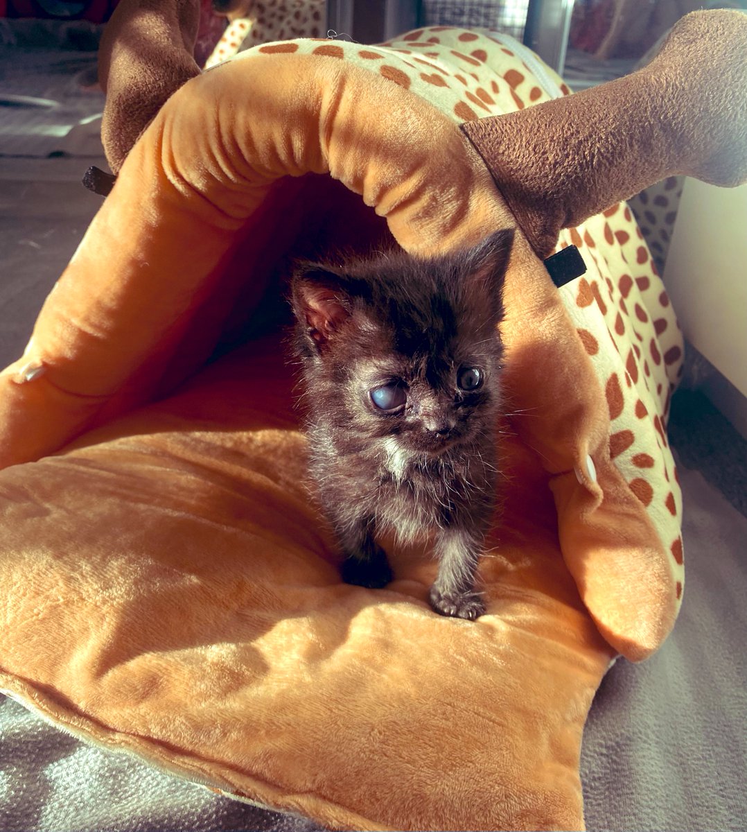 KittensCam's tweet photo. StickyMess autumn/WINTER has a new giraffe! And he’s super pleased with it 😻

#autumn #winter #stickymess #fairycatmother #kittencam #Fosterkittens #cute #cats #CatsOfTwitter #kitten #cat #kittens #kittensoftwitter #pets #catsofinstagram #pet #fosteringsaveslives 🐾 https://t.co/54bmr384Wh