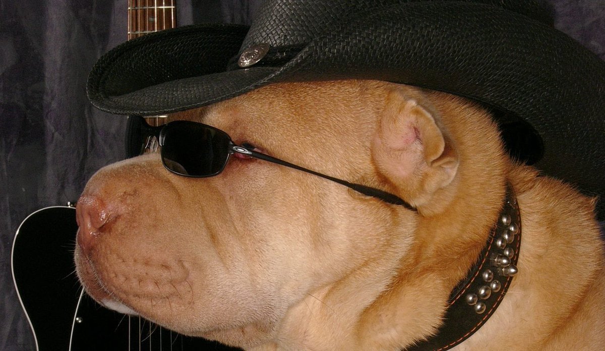 proper bloke tweet media