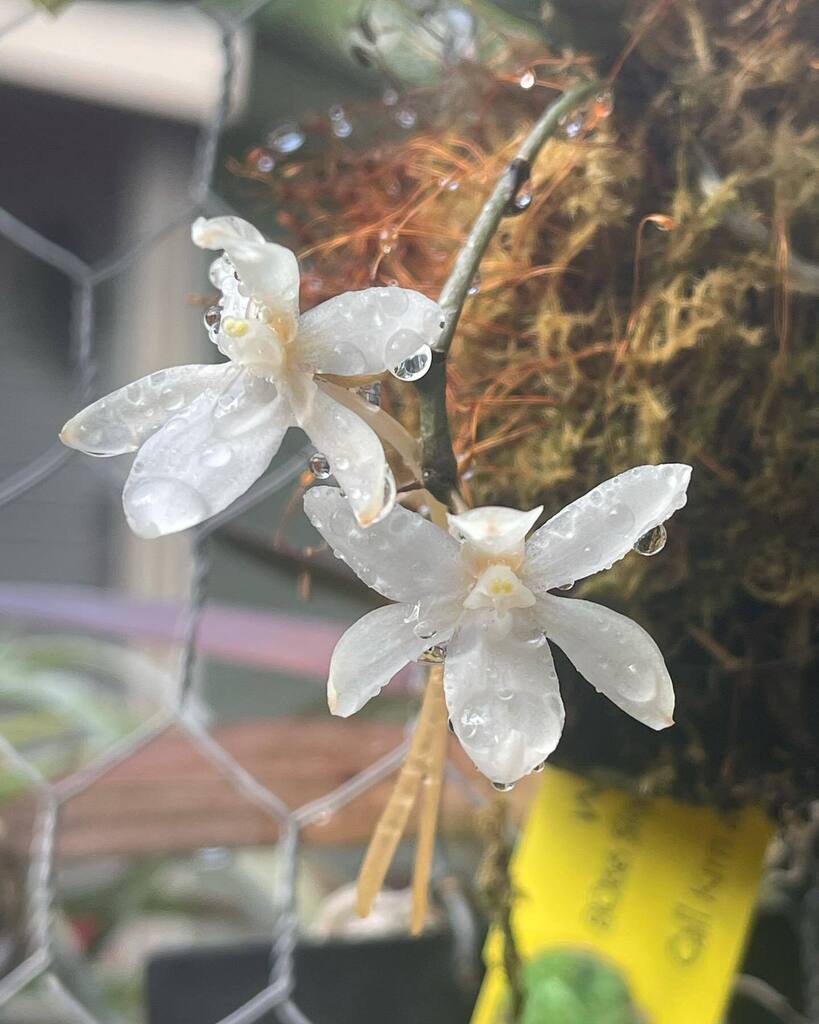 #Aerangis mystacidii #aerangismystacidii #angraecoid #miniatureorchid #orchids #orchidspecies
