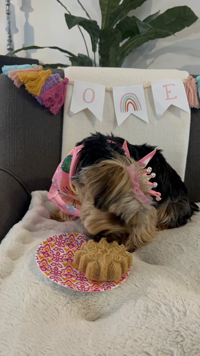 Happy first birthday to my Rose!! If you would have told me a year ago I’d be baking special cakes, taking her for walks in a stroller, and rides in a car seat I would have never believed you 🤣🤣