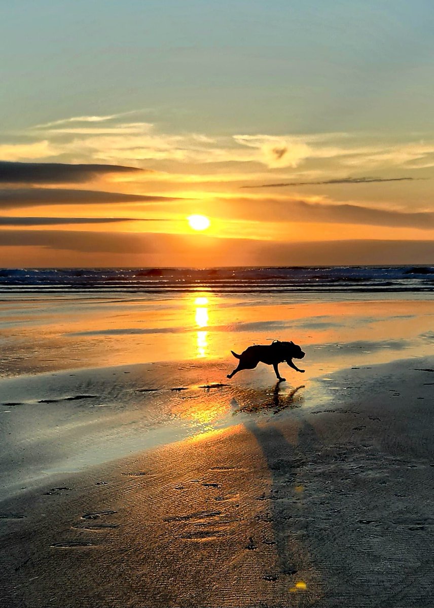 TeddyEdward2021's tweet photo. "I iz in my appy place 🏖️😎" 🐾🐾🦮 #dogsoftwitter #DogsOnTwitter #labrador #redfoxlab #CORNWALL https://t.co/ZbFfFlOyg1