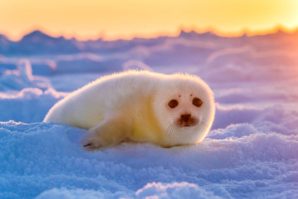 Seals (@dailyseals) on Twitter photo 