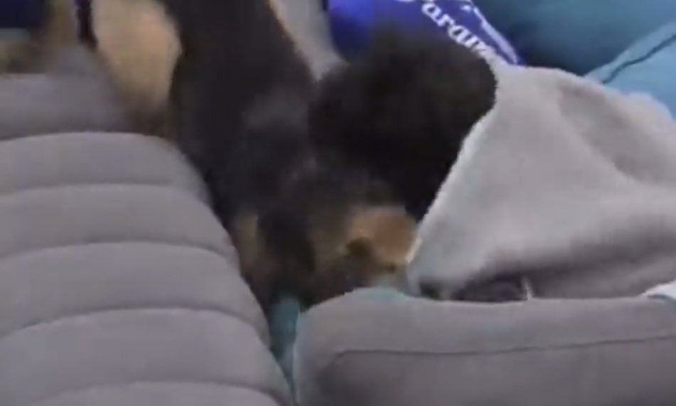 GHArgUpdates's tweet photo. Este GH mostró lo peor de la sociedad Chilena: maltrato animal, abuso sexual y verbal, clasismo, acomodamiento, aislamiento, bullyng,
machismo y sobre todo como con un poco de contactos/clase social te pueden hacer un lavado de imagen en vivo

#LaResistenciaLulo #TheLulosShow https://t.co/rq6IYvF8pr