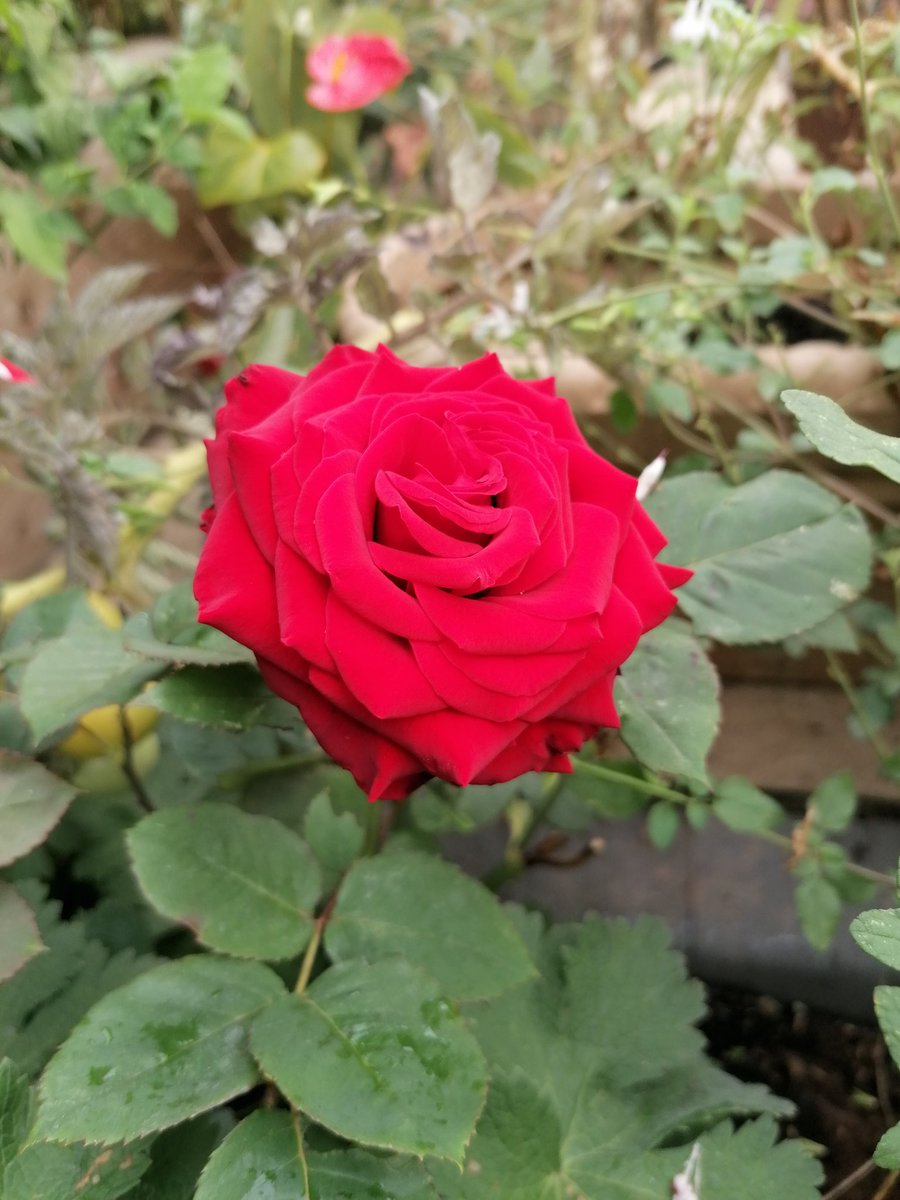 DavidRMedium's tweet photo. Grown from a stem laid on my mum's coffin last year ❤️
Always thinking of you mum 🙏 https://t.co/jz6dgHadzN