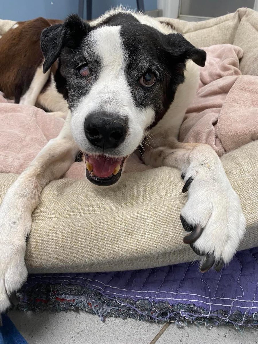 JoanB102001's tweet photo. I nearly made it the whole day, not realizing it’s been year since I lost my ole girl 🥺😭😭😭💔🥹🥹 #Molly #preciouspets https://t.co/GV7XAMzQ2j