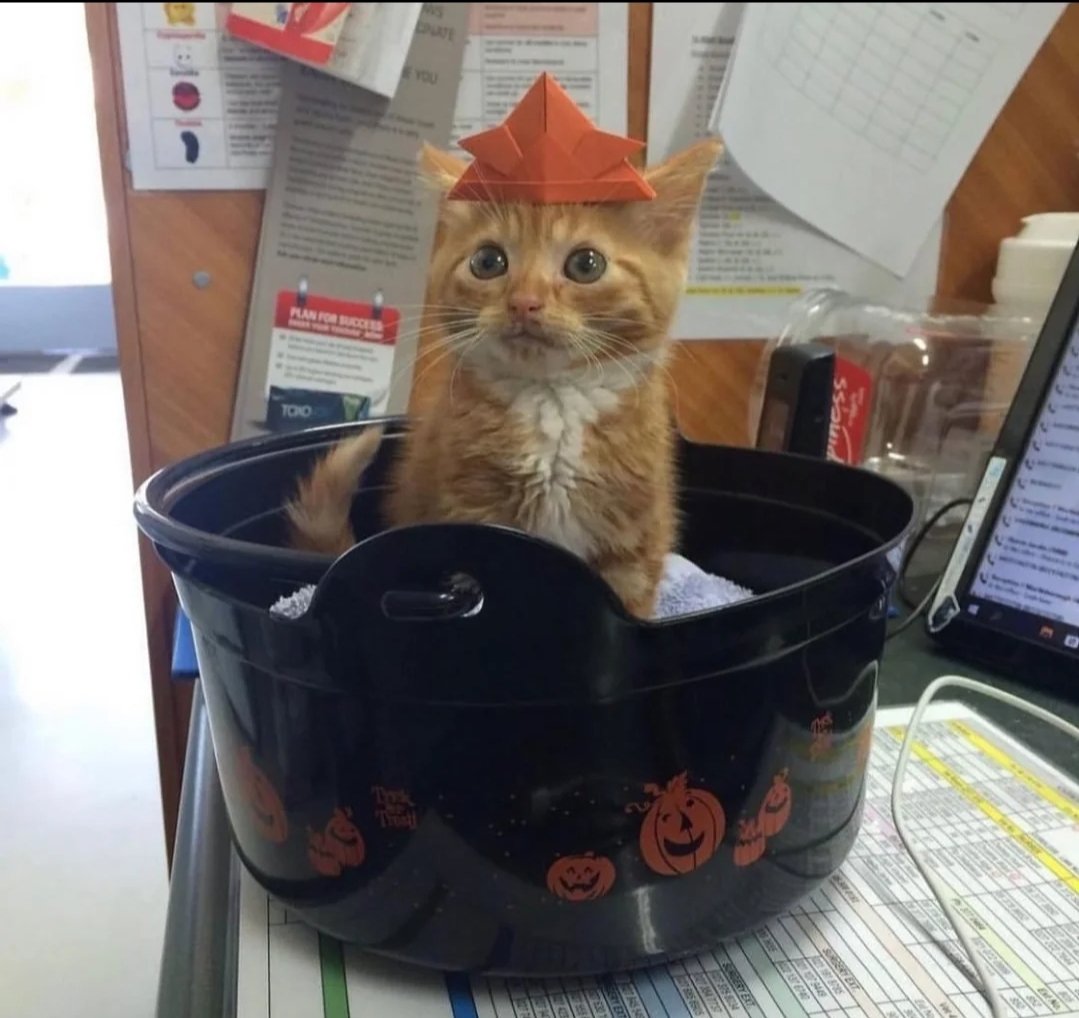 pumpkin patch kid