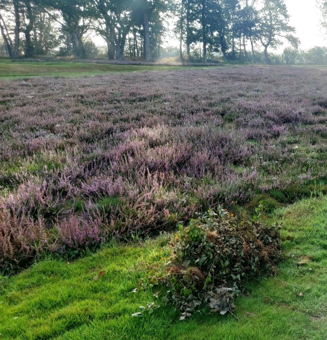 DaveGibbonsLAGC's tweet photo. Heather maintenance on the 11th hole @LittleAstonGolf birch sapling removal #ThankYou  Aldridge Artisans https://t.co/CxsjHT1vR8