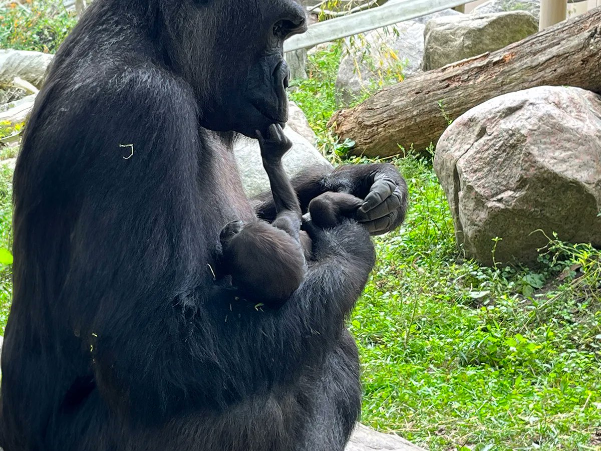 clemetzoo's tweet photo. Did you vote? Pick for your favorite name for the Zoo’s newborn gorilla at https://t.co/rOdDotlXH7 &amp; don’t miss Episode 2 of #BabyGorillaCam on @netflix this Thursday! 🦍 https://t.co/TOFrV0tz1j