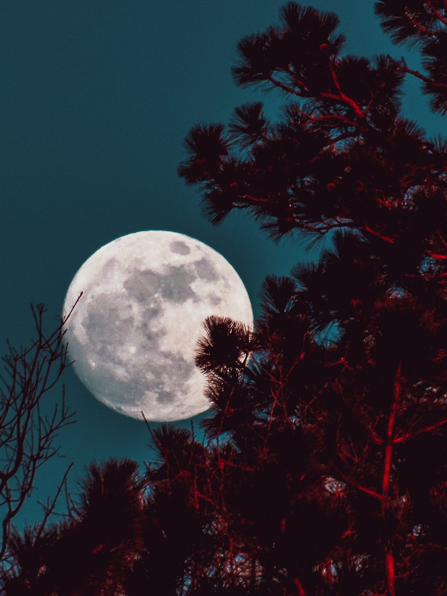 🌜moonlight🌛 tweet media