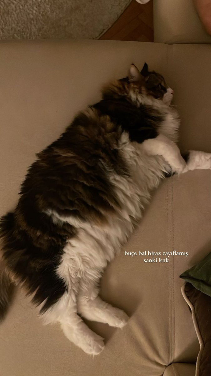 nooldoo's tweet photo. Buçemin kedisi de kendisi gibi tatlış,minnoş demi ahndhfjf🤍🐱#buçebusekahraman #hazalşeref https://t.co/9gPFkBVwsB