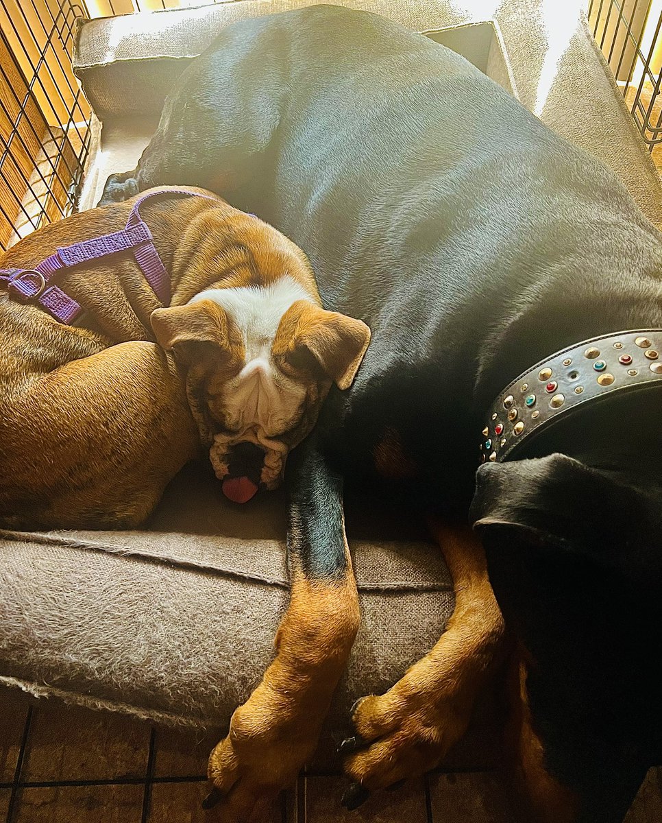 #SleepySunday 
#englishbulldog
#doberman 
#DogsofTwittter ❤️🐾❤️🐾❤️🐾