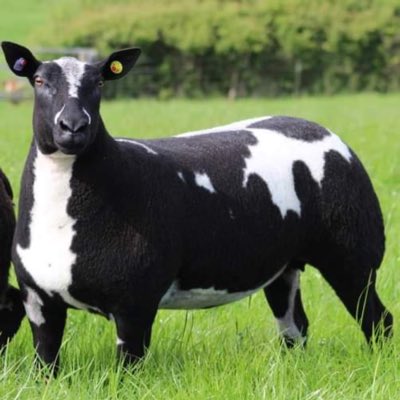 WindrushFarming's tweet photo. #NewProfilePic https://t.co/JWkXmgcZae