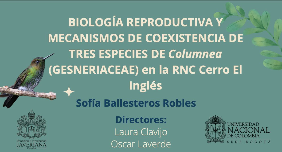Lauriclav's tweet photo. Su tesis en polinización de Columnea utilizando cámaras trampa no se hubiera logrado sin el apoyo y participación de @Serraniagua, el grupo ambiental Águilas crestadas, @oharaco, @gesnerio, @azuluagat, @gesneriad, @IDEAWILD, @avascog y #fernsofcolombia https://t.co/E5tudicGMK