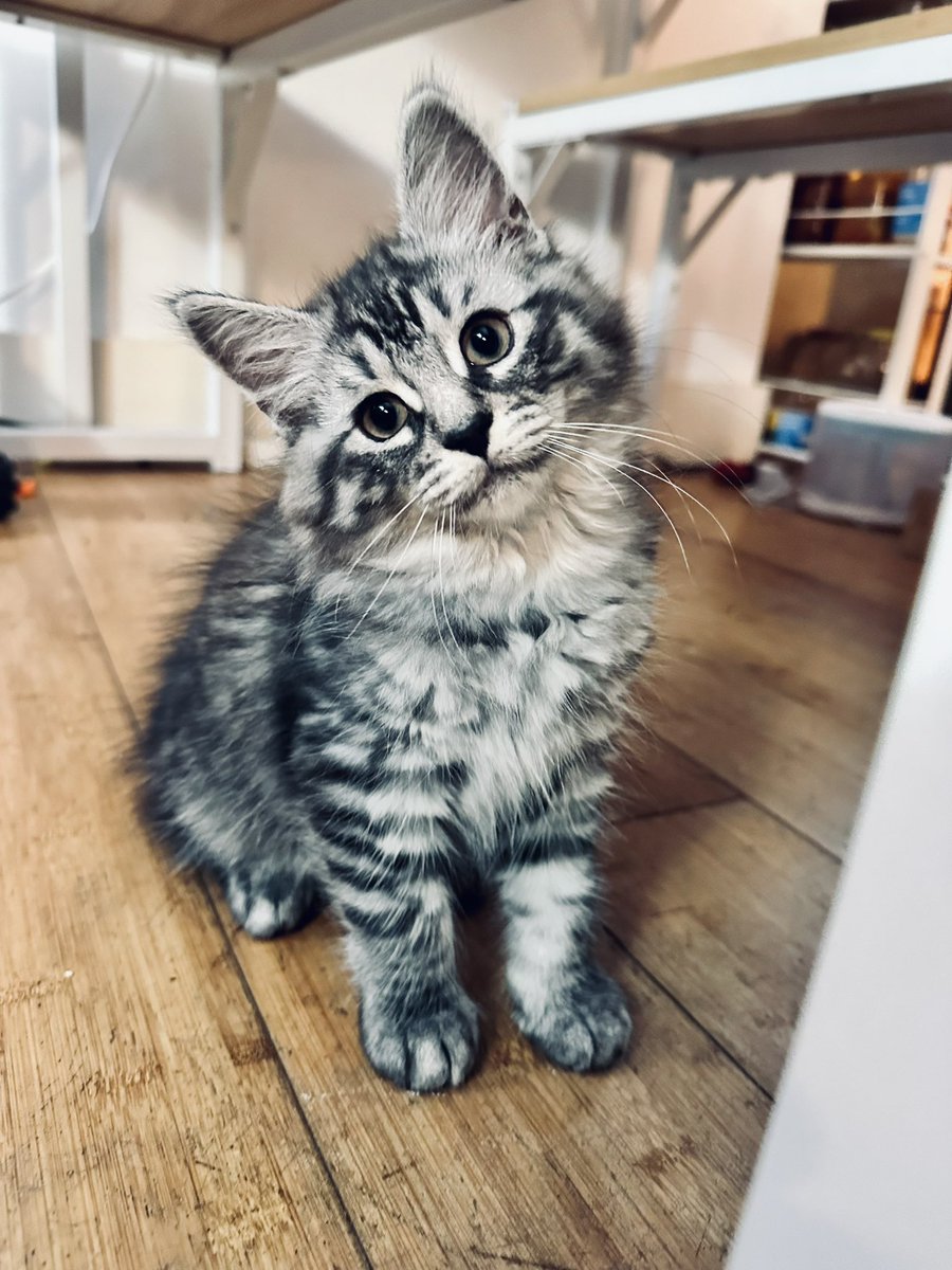 catvalente's tweet photo. Yeah, so…

This is happening. In a few days. Half Maine Coon who stole all the MC genes from his siblings.

Taking name suggestions. Leaders currently are Mallow, Hamlet, and Kenough https://t.co/4YaTMMTF7E