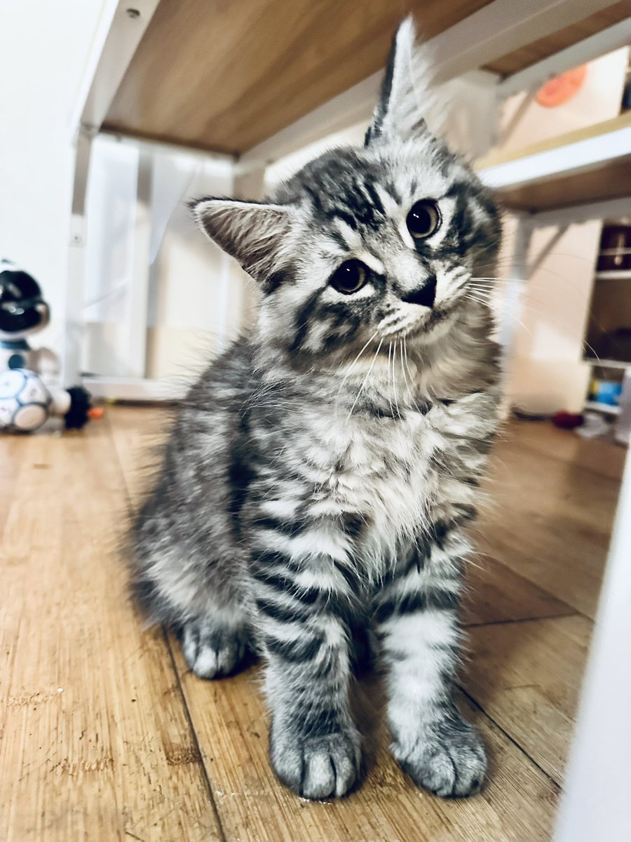 Yeah, so…

This is happening. In a few days. Half Maine Coon who stole all the MC genes from his siblings.

Taking name suggestions. Leaders currently are Mallow, Hamlet, and Kenough
