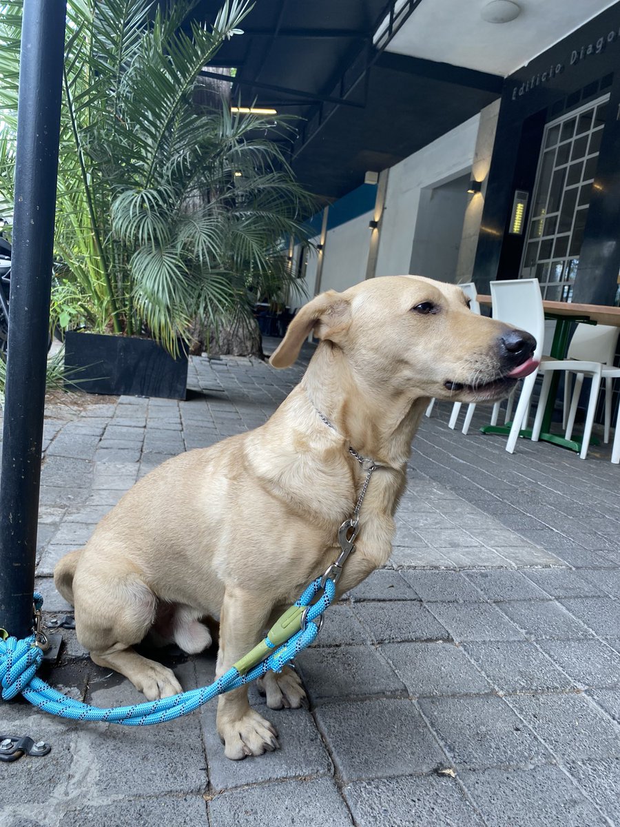 ivetusk's tweet photo. Perrito perdido en Narvarte . Universidad y xola corriendo , lo iban a atropellar . Lo tenemos resguardado @SomosNarvarte @En_Narvarte @VertizNarvarte @Narvarte_ @PrrosPerdidosMX @PerrosPerdidos https://t.co/DkOcDZVfun