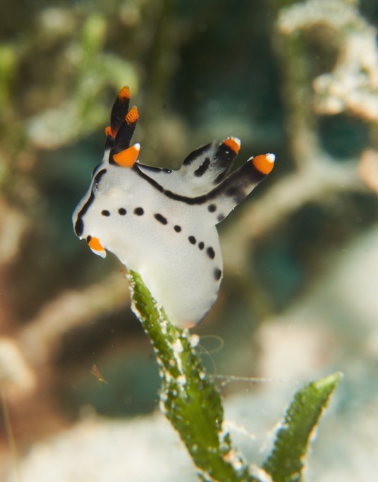 slugsofsea tweet picture