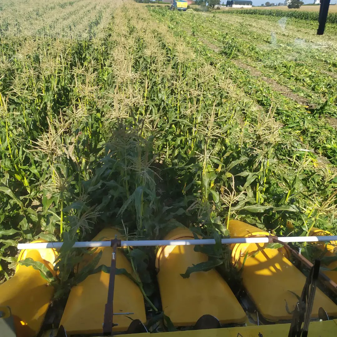 TerrafarmIRL's tweet photo. How do we get sweetcorn so fresh to your plate?
We harvest and pack fresh daily, to deliver sweetcorn at its crispest, so you can enjoy cooking it anyway you want. 
#irishsweetcorn #sweetcorn #harvest23 #sustainablefarming #sustainableliving #ornamentalsweetcorn #Terrafarm https://t.co/PWGCLYSSaW