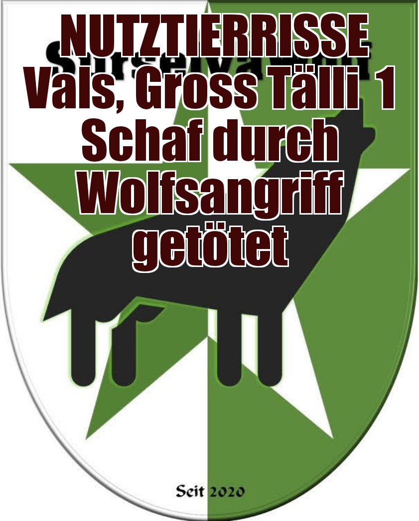 10.09.2023 Vals, Gross Tälli
1 Schaf durch Wolfsangriff getötet