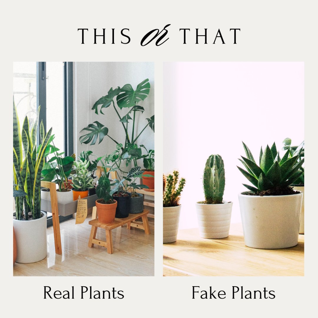 Natural or Artificial? 🌿 

Take your pick between the beauty of real plants and the convenience of fake ones to elevate your home's greenery game! 

Which side of the green thumb spectrum do you lean towards?

#realplants #fakeplants #greenery #plantdecor #greenthumb #cmack