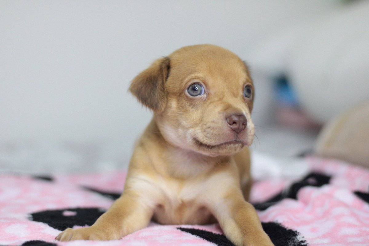 DanielaQ11's tweet photo. Cachorritos criollos disponibles para adopción. Barranquilla - Bogotá. Por favor ayúdame con un RT para que estos bebés lleguen a muchas personas y encuentran hogares muy responsables ❤️🙏🏻 https://t.co/M7iRiXUQ8E