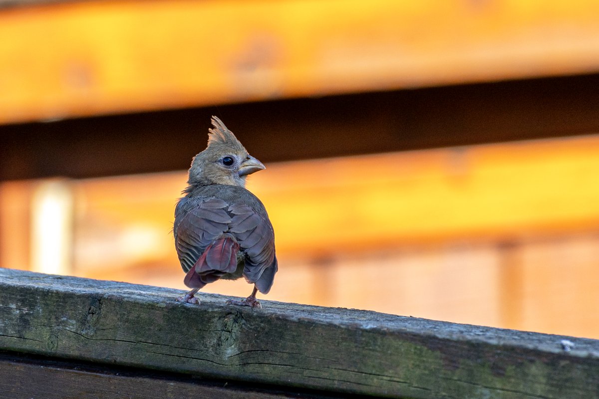 This Baby Northern Cardinal stopped by,  cute!  #cardinals #northerncardinal #babybirds #cute #birds #birding